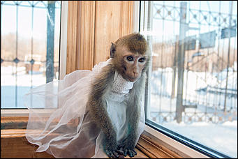 11 января 2016 г    В гостях у молодоженов Василия и Маси