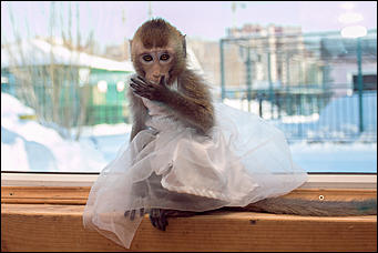 11 января 2016 г    В гостях у молодоженов Василия и Маси