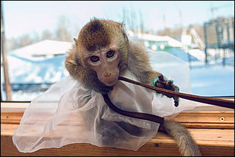 11 января 2016 г    В гостях у молодоженов Василия и Маси