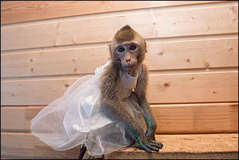 11 января 2016 г    В гостях у молодоженов Василия и Маси