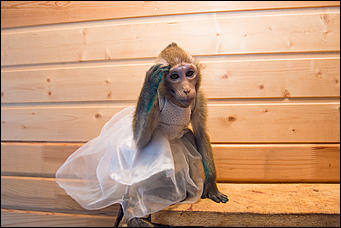 11 января 2016 г    В гостях у молодоженов Василия и Маси