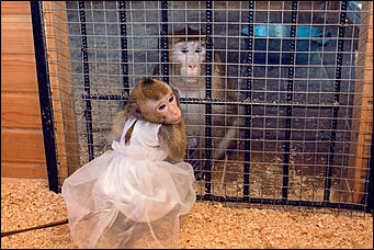 11 января 2016 г    В гостях у молодоженов Василия и Маси