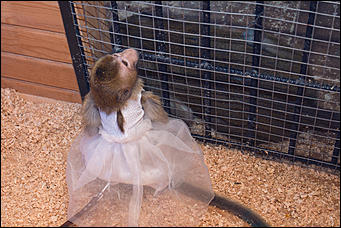 11 января 2016 г    В гостях у молодоженов Василия и Маси