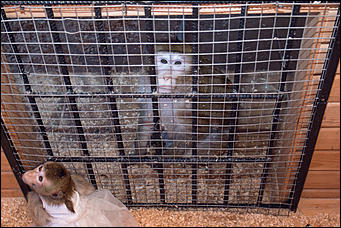 11 января 2016 г    В гостях у молодоженов Василия и Маси