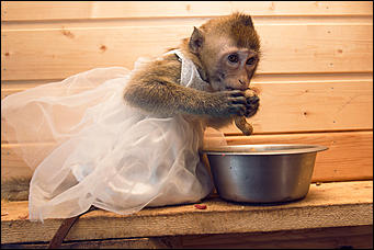 11 января 2016 г    В гостях у молодоженов Василия и Маси