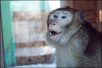 11 января 2016 г    В гостях у молодоженов Василия и Маси