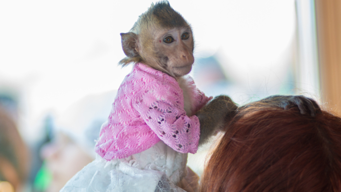 Самая долгожданная свадьба 2016 года   В Барнауле прошла первая свадьба в мире среди макак. Как это было? Смотрим фоторепортаж с места событий. 