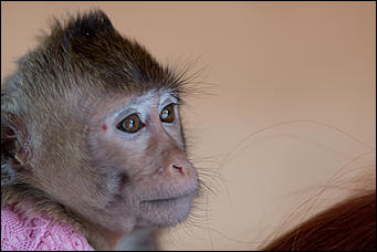 Самая долгожданная свадьба 2016 года   В Барнауле прошла первая свадьба в мире среди макак. Как это было? Смотрим фоторепортаж с места событий. 