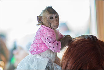 Самая долгожданная свадьба 2016 года   В Барнауле прошла первая свадьба в мире среди макак. Как это было? Смотрим фоторепортаж с места событий. 