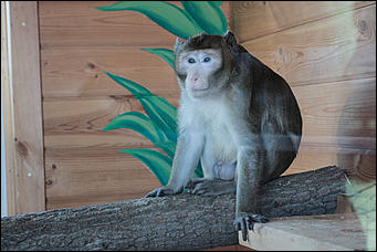 Самая долгожданная свадьба 2016 года   В Барнауле прошла первая свадьба в мире среди макак. Как это было? Смотрим фоторепортаж с места событий. 