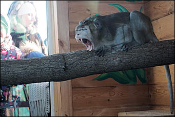 Самая долгожданная свадьба 2016 года   В Барнауле прошла первая свадьба в мире среди макак. Как это было? Смотрим фоторепортаж с места событий. 
