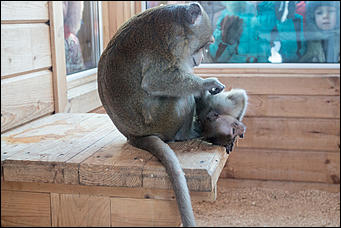 Самая долгожданная свадьба 2016 года   В Барнауле прошла первая свадьба в мире среди макак. Как это было? Смотрим фоторепортаж с места событий. 