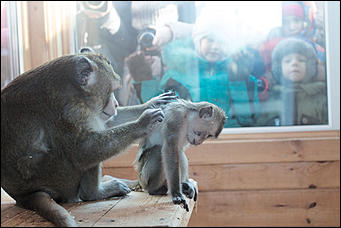 Самая долгожданная свадьба 2016 года   В Барнауле прошла первая свадьба в мире среди макак. Как это было? Смотрим фоторепортаж с места событий. 