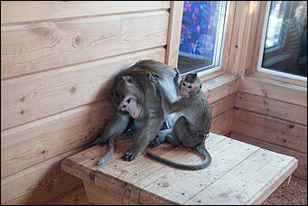 Самая долгожданная свадьба 2016 года   В Барнауле прошла первая свадьба в мире среди макак. Как это было? Смотрим фоторепортаж с места событий. 