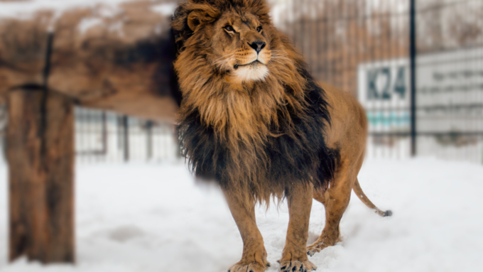 1 декабря 2015   Экскурсия с Сергеем Писаревым по Барнаульскому зоопарку  
