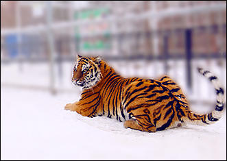 1 декабря 2015   Экскурсия с Сергеем Писаревым по Барнаульскому зоопарку  