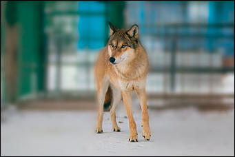 1 декабря 2015   Экскурсия с Сергеем Писаревым по Барнаульскому зоопарку  