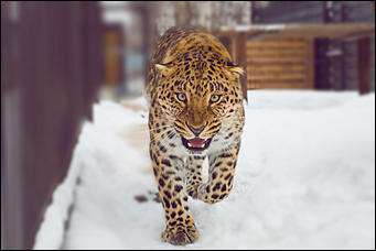 1 декабря 2015   Экскурсия с Сергеем Писаревым по Барнаульскому зоопарку  