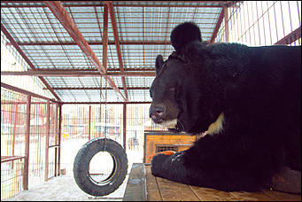 1 декабря 2015   Экскурсия с Сергеем Писаревым по Барнаульскому зоопарку  