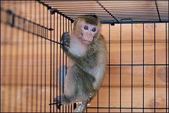 1 декабря 2015   Экскурсия с Сергеем Писаревым по Барнаульскому зоопарку  