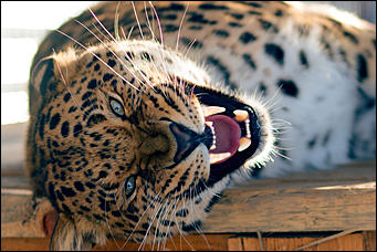 1 декабря 2015   Экскурсия с Сергеем Писаревым по Барнаульскому зоопарку  