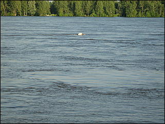 15 июня 2010 г., Барнаул   Паводок