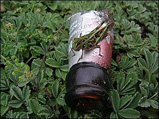    Пробег "Колесо истории 2009"