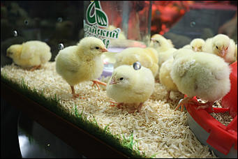 31 октября 2017 г., Барнаул. Екатерина Смолихина   Лучшие алтайские продукты показали в Барнауле на выставке "АлтайПродМаркет"