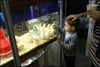 31 октября 2017 г., Барнаул. Екатерина Смолихина   Лучшие алтайские продукты показали в Барнауле на выставке "АлтайПродМаркет"