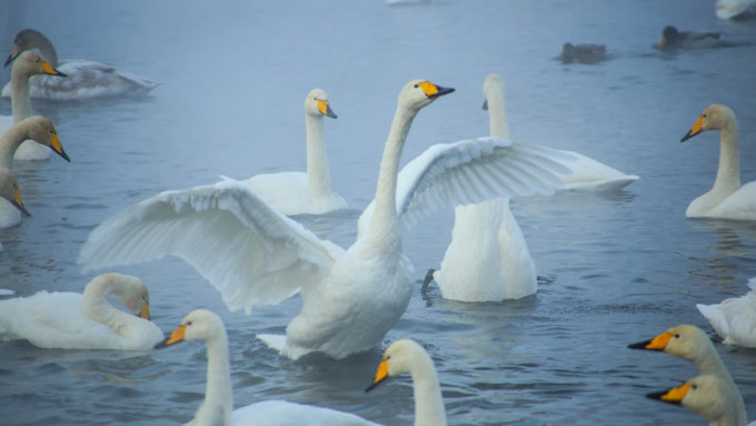 3 декабря 2018 г., Алтайский край. Екатерина Смолихина   Остаемся зимовать: как прошел лебединый праздник на Алтае