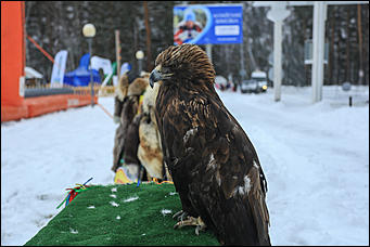 3 декабря 2018 г., Алтайский край. Екатерина Смолихина Остаемся зимовать: как прошел лебединый праздник на Алтае