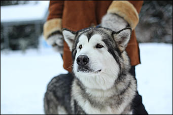 3 декабря 2018 г., Алтайский край. Екатерина Смолихина Остаемся зимовать: как прошел лебединый праздник на Алтае