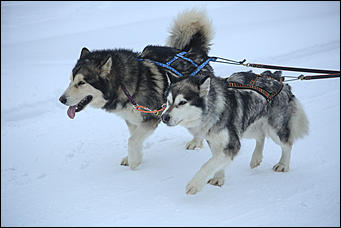 3 декабря 2018 г., Алтайский край. Екатерина Смолихина Остаемся зимовать: как прошел лебединый праздник на Алтае