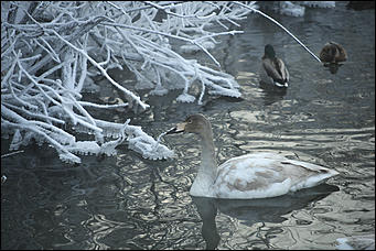 3 декабря 2018 г., Алтайский край. Екатерина Смолихина Остаемся зимовать: как прошел лебединый праздник на Алтае