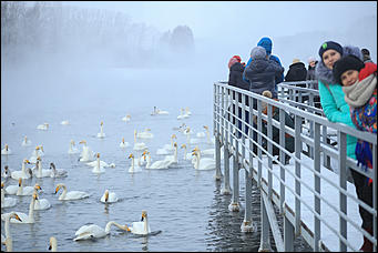 3 декабря 2018 г., Алтайский край. Екатерина Смолихина Остаемся зимовать: как прошел лебединый праздник на Алтае