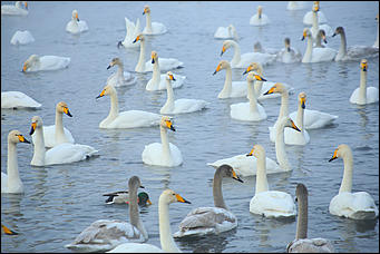 3 декабря 2018 г., Алтайский край. Екатерина Смолихина Остаемся зимовать: как прошел лебединый праздник на Алтае