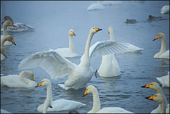 3 декабря 2018 г., Алтайский край. Екатерина Смолихина Остаемся зимовать: как прошел лебединый праздник на Алтае