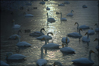 3 декабря 2018 г., Алтайский край. Екатерина Смолихина Остаемся зимовать: как прошел лебединый праздник на Алтае