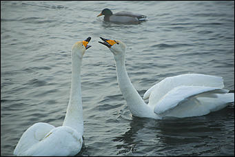 3 декабря 2018 г., Алтайский край. Екатерина Смолихина Остаемся зимовать: как прошел лебединый праздник на Алтае
