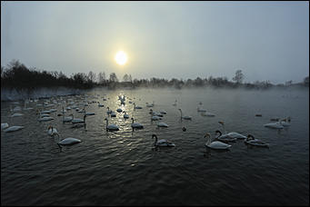 3 декабря 2018 г., Алтайский край. Екатерина Смолихина Остаемся зимовать: как прошел лебединый праздник на Алтае