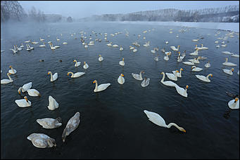 3 декабря 2018 г., Алтайский край. Екатерина Смолихина Остаемся зимовать: как прошел лебединый праздник на Алтае