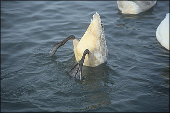 3 декабря 2018 г., Алтайский край. Екатерина Смолихина Остаемся зимовать: как прошел лебединый праздник на Алтае