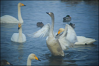 3 декабря 2018 г., Алтайский край. Екатерина Смолихина Остаемся зимовать: как прошел лебединый праздник на Алтае
