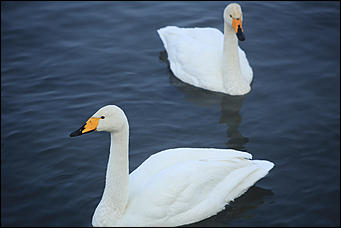 3 декабря 2018 г., Алтайский край. Екатерина Смолихина Остаемся зимовать: как прошел лебединый праздник на Алтае