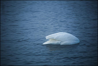3 декабря 2018 г., Алтайский край. Екатерина Смолихина Остаемся зимовать: как прошел лебединый праздник на Алтае