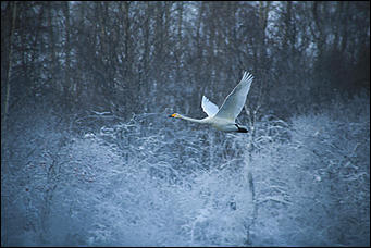 3 декабря 2018 г., Алтайский край. Екатерина Смолихина Остаемся зимовать: как прошел лебединый праздник на Алтае