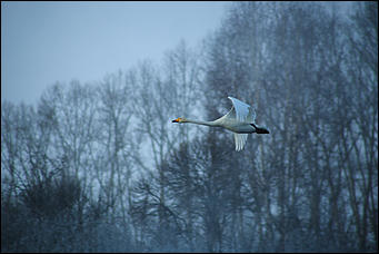 3 декабря 2018 г., Алтайский край. Екатерина Смолихина Остаемся зимовать: как прошел лебединый праздник на Алтае