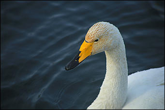 3 декабря 2018 г., Алтайский край. Екатерина Смолихина Остаемся зимовать: как прошел лебединый праздник на Алтае