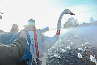 3 декабря 2018 г., Алтайский край. Екатерина Смолихина Остаемся зимовать: как прошел лебединый праздник на Алтае