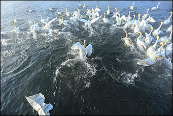 3 декабря 2018 г., Алтайский край. Екатерина Смолихина Остаемся зимовать: как прошел лебединый праздник на Алтае